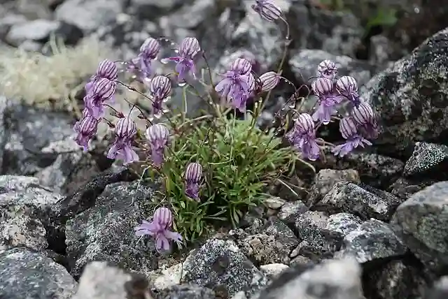 Silene Stenophylla