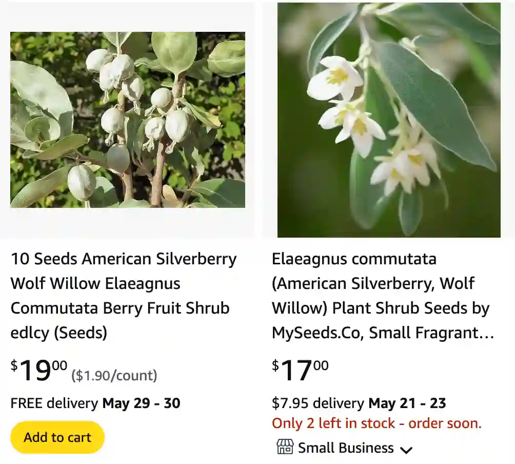 Silverberry - Elaeagnus Commutata 1 Silverberry | Monsteraholic
