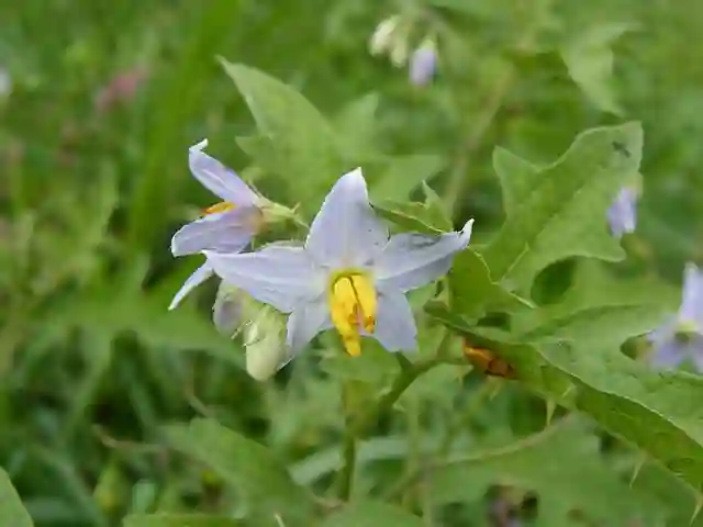 Solanum Carolinense