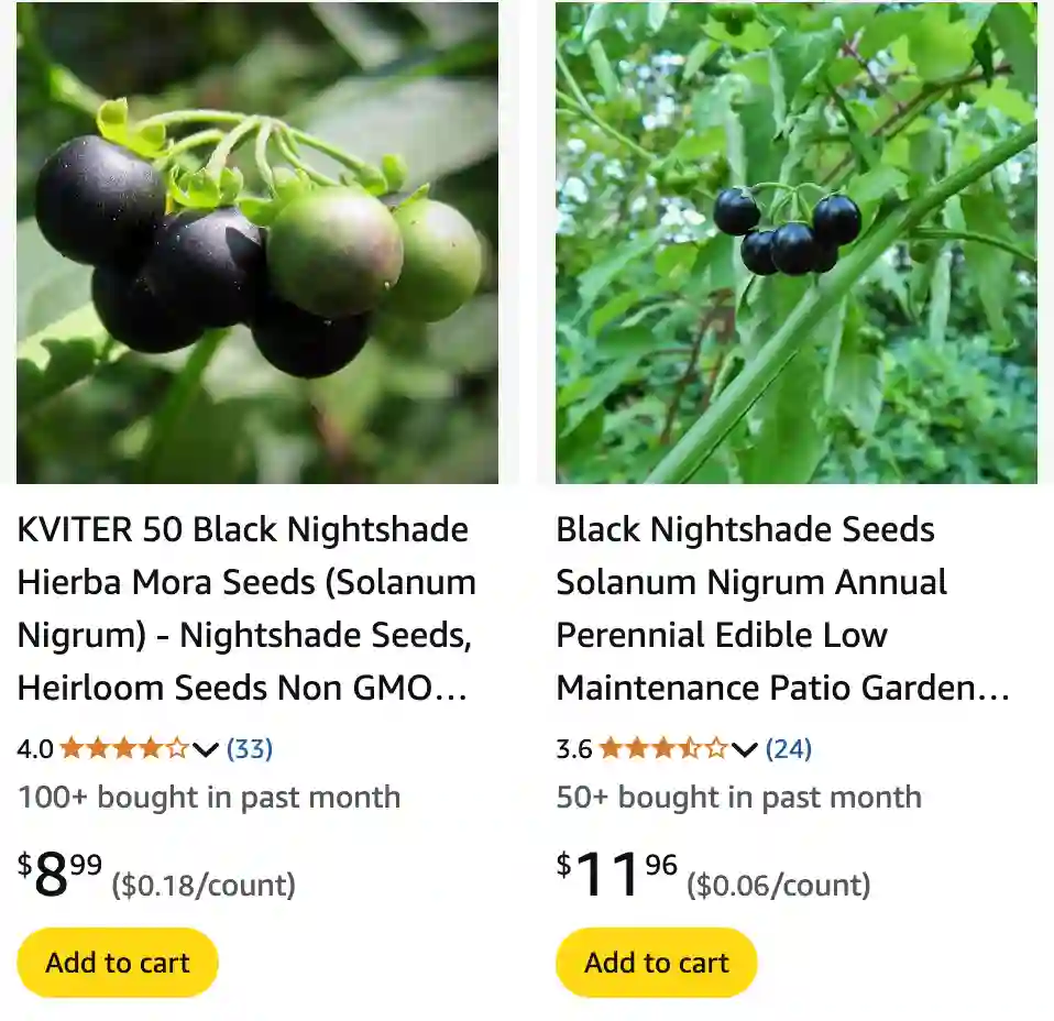 Solanum Nigrum 1 | Monsteraholic