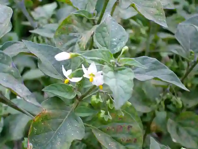 Solanum Nigrum