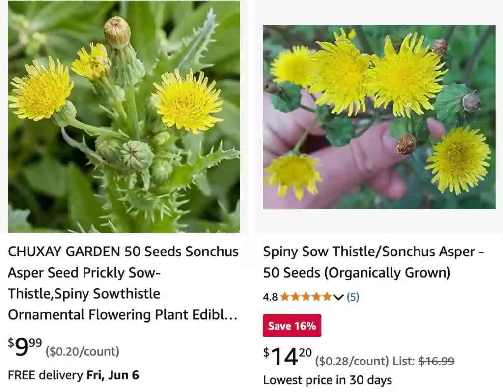 Sonchus Asper 1 | Monsteraholic