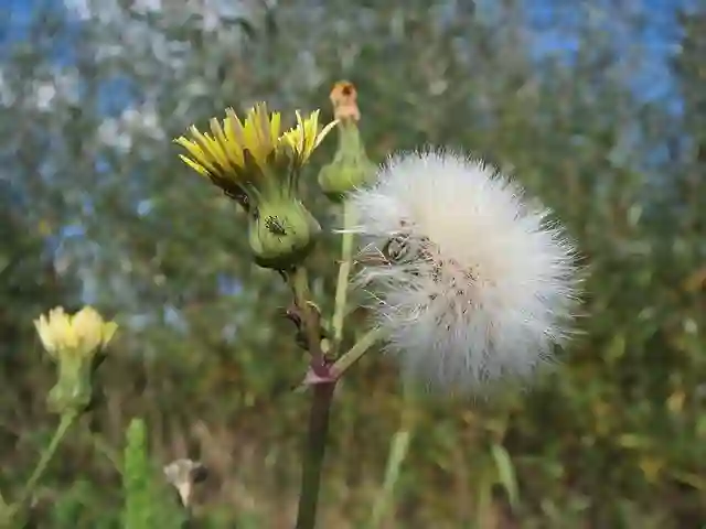 Sonchus Asper