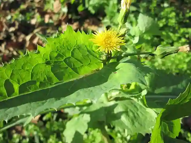 Sonchus Oleraceus - Sow Thistle 1 Sonchus Oleraceus