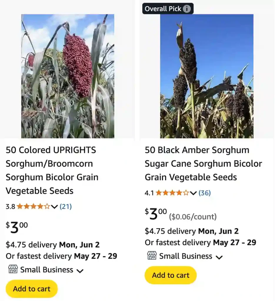 Sorghum Bicolor 1 Sorghum Bicolor 1 | Monsteraholic