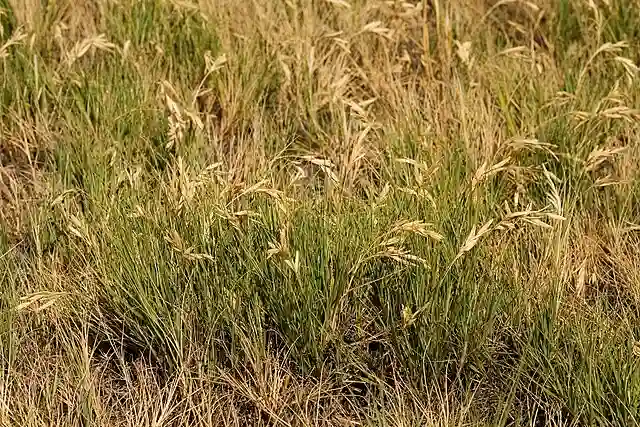 Spike Grass