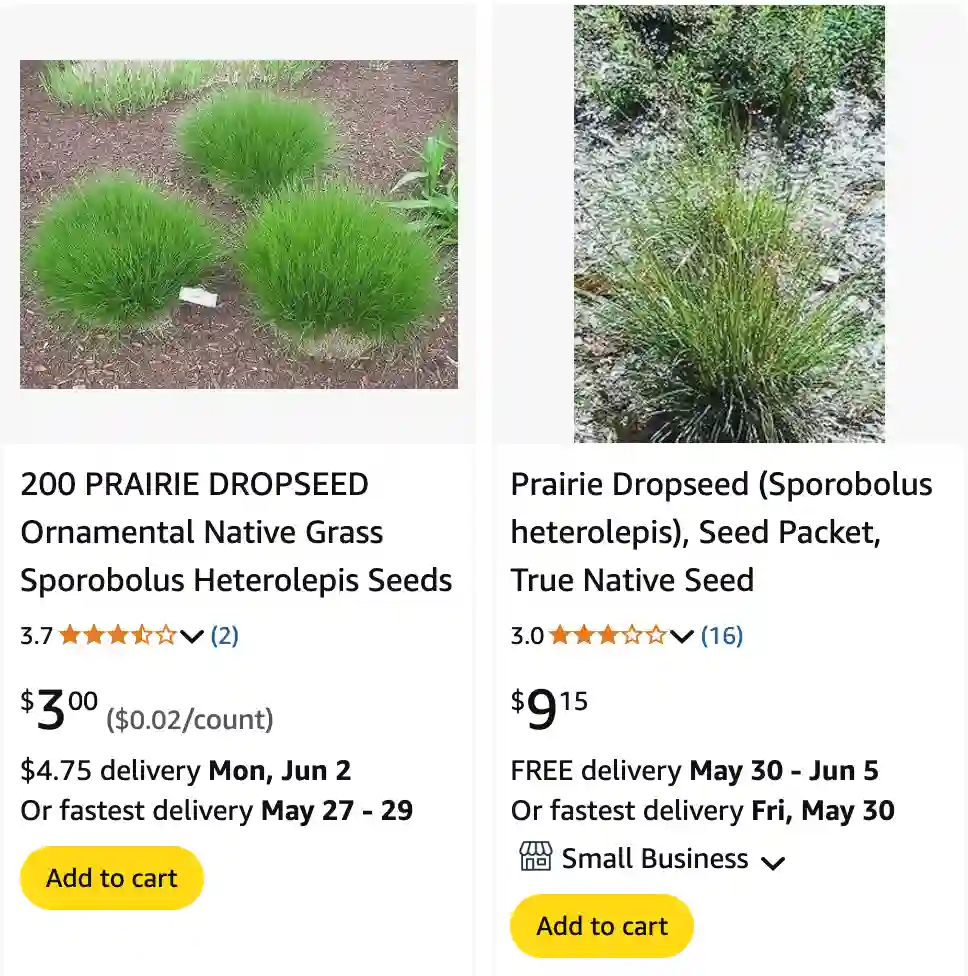 Sporobolus Heterolepis 1 | Monsteraholic