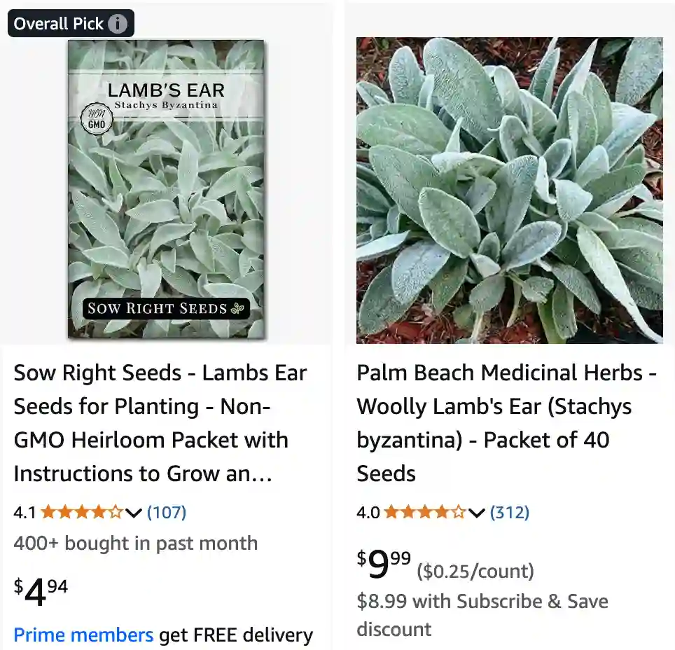 Stachys Byzantina 1 | Monsteraholic