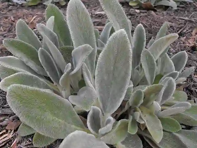 Stachys Byzantina