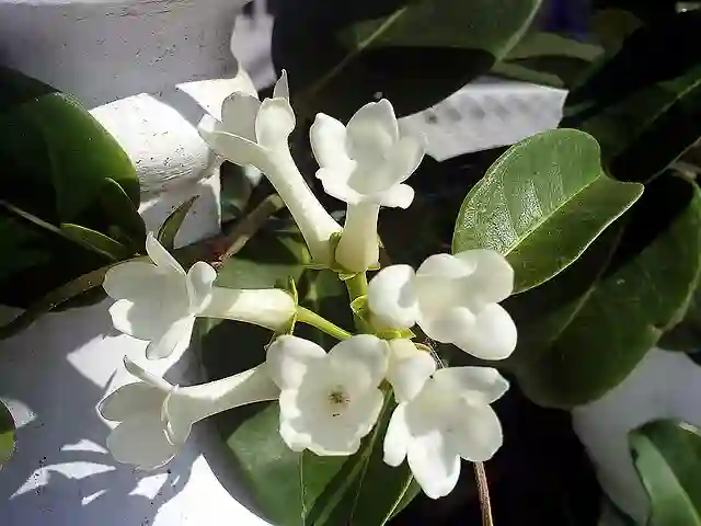 Stephanotis Floribunda