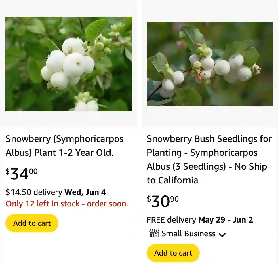 Symphoricarpos Albus - Common Snowberry 1 Symphoricarpos Albus 1 | Monsteraholic