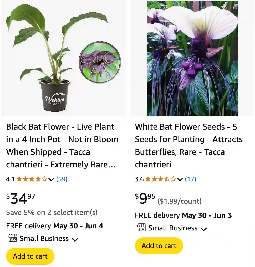 Tacca Chantrieri 1 Tacca Chantrieri 1 | Monsteraholic