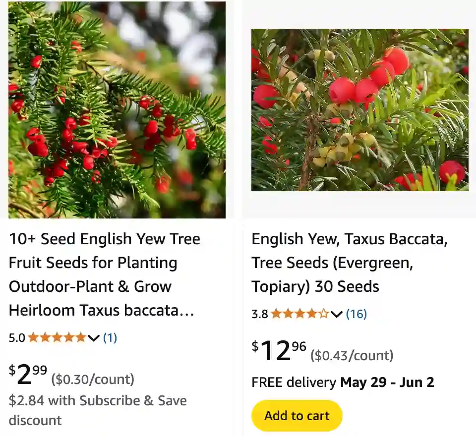 Taxus Baccata - English Yew 1 Taxus Baccata 1 | Monsteraholic