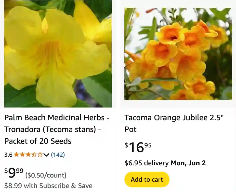 Tecoma Stans 1 | Monsteraholic