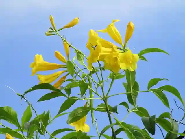 Tecoma Stans