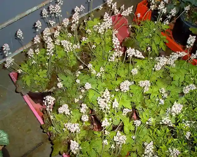 Tiarella Cordifolia