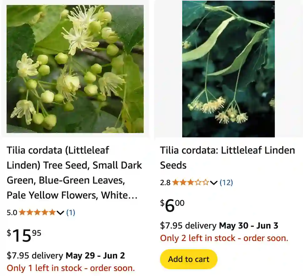 Tilia Cordata 1 | Monsteraholic