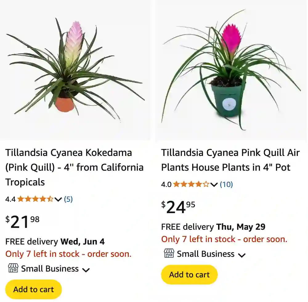 Cyanea Air Plant - Tillandsia Cyanea 1 Tillandsia Cyanea 2 | Monsteraholic