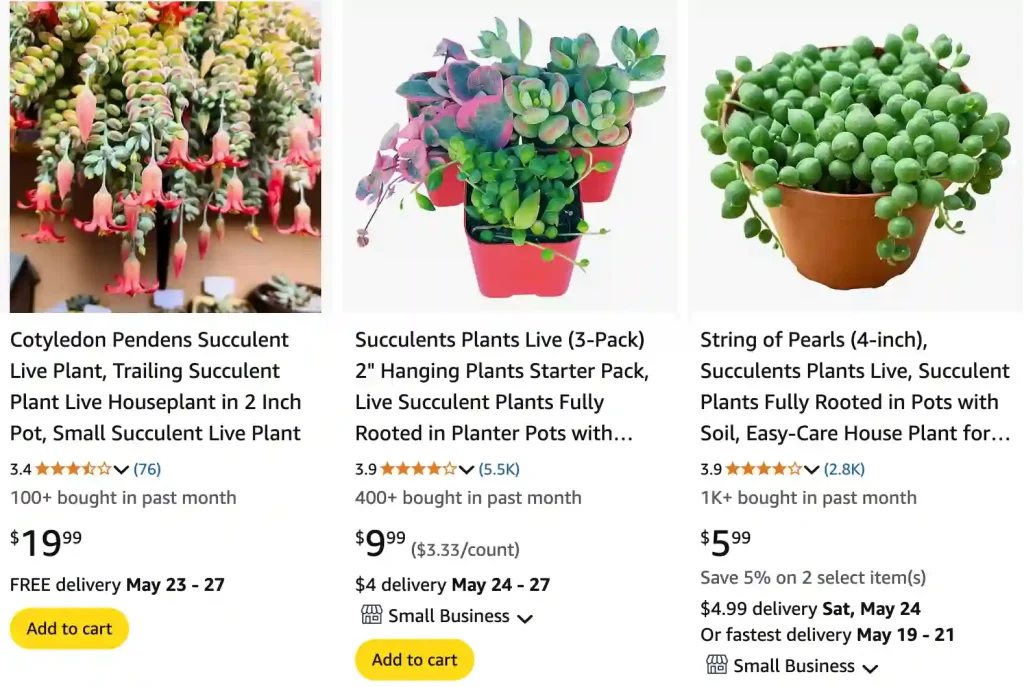 Trailing Succulents 1 Trailing Succulents | Monsteraholic