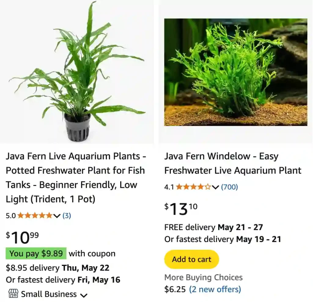 Trident Java Fern - Microsorum Pteropus 'Trident' 1 Trident Java Fern | Monsteraholic