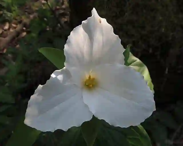 Trillium Grandiflorum