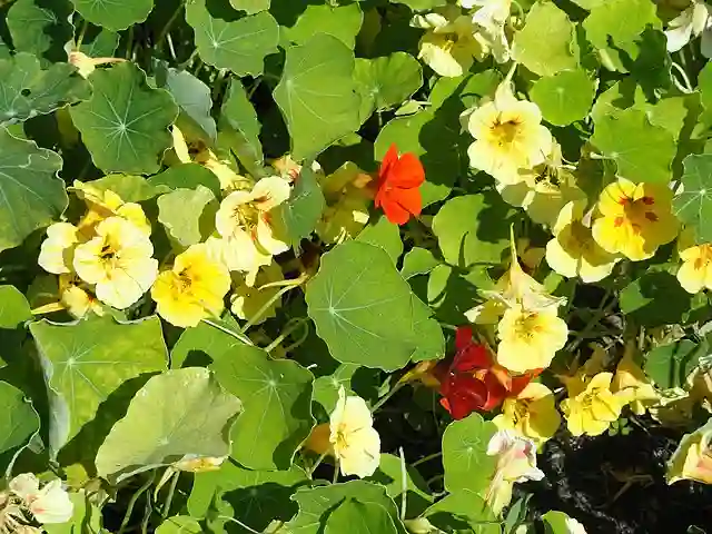 Tropaeolum Majus 4 Tropaeolum Majus