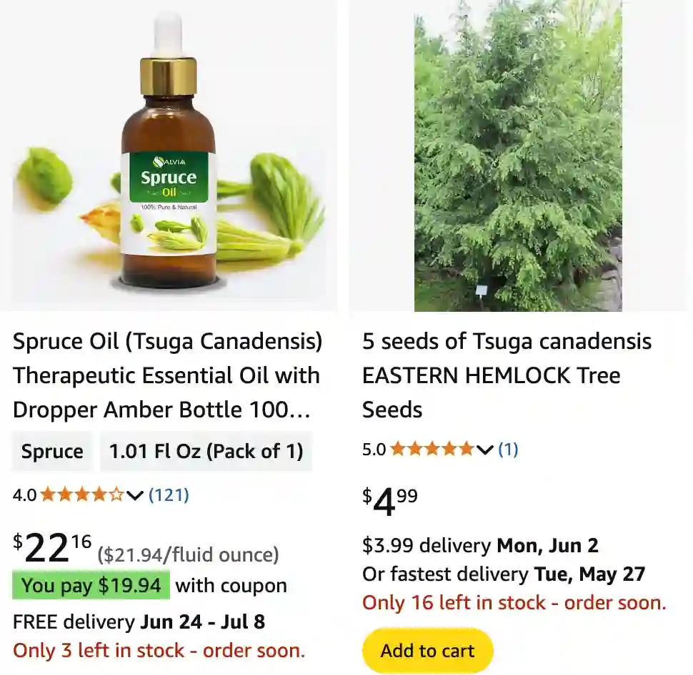 Tsuga Canadensis - Eastern Hemlock 1 Tsuga Canadensis 1 | Monsteraholic