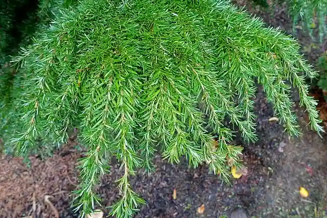 Tsuga Heterophylla - Western Hemlock 1 Tsuga Heterophylla