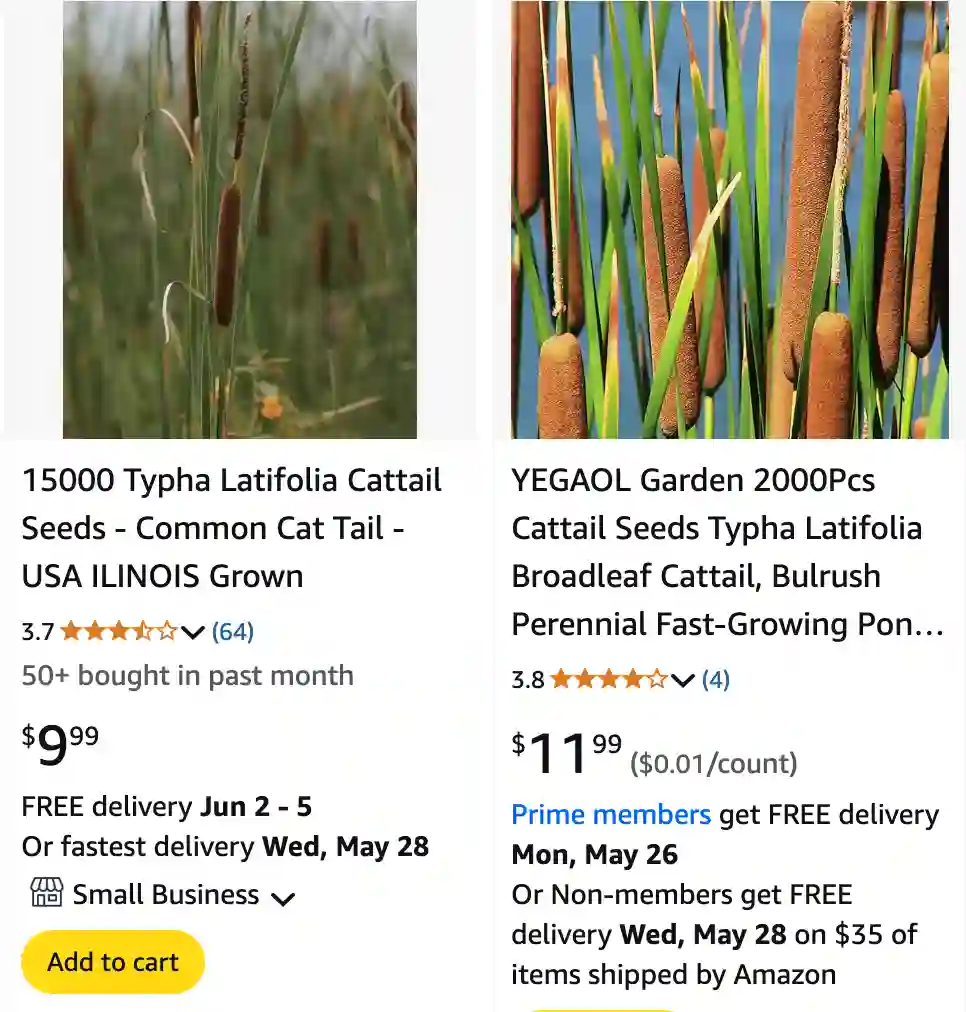 Typha Latifolia 1 | Monsteraholic