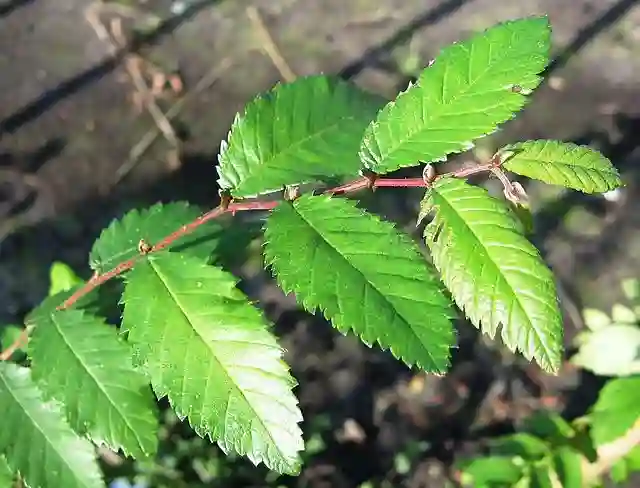Ulmus Alata