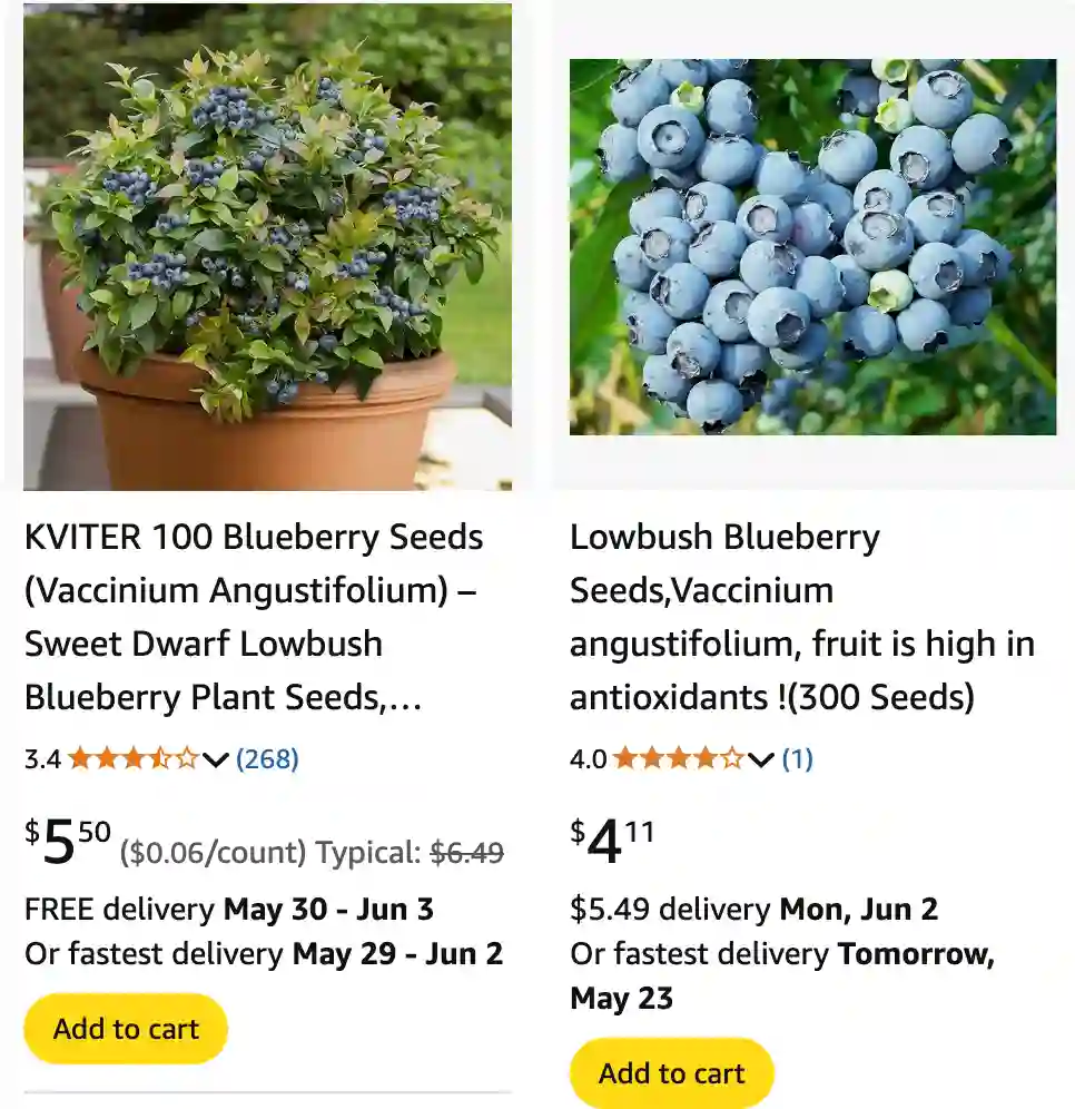 Vaccinium Angustifolium - Lowbush Blueberry 1 Vaccinium Angustifolium 1 | Monsteraholic