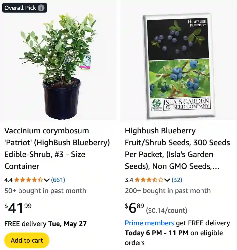 Vaccinium Corymbosum 1 | Monsteraholic