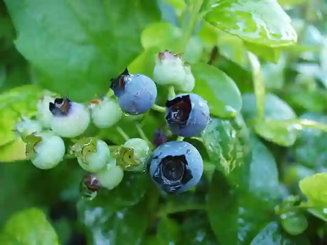 Vaccinium Corymbosum