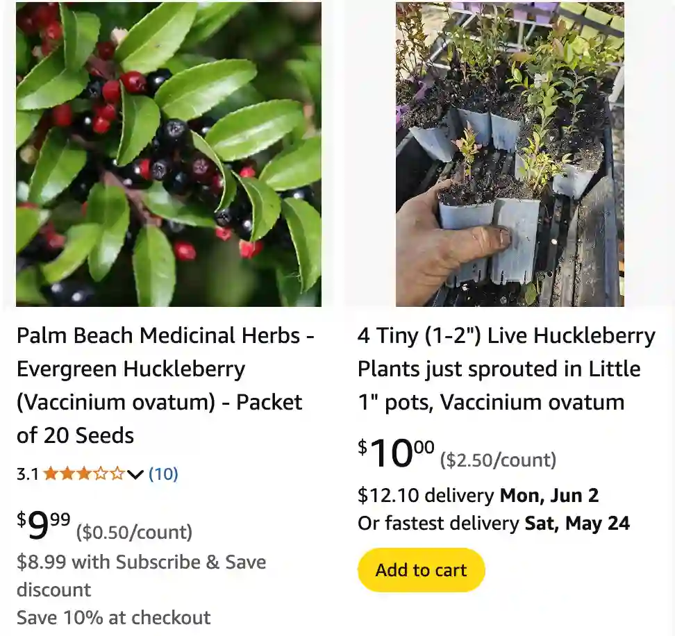 Vaccinium Ovatum 1 | Monsteraholic