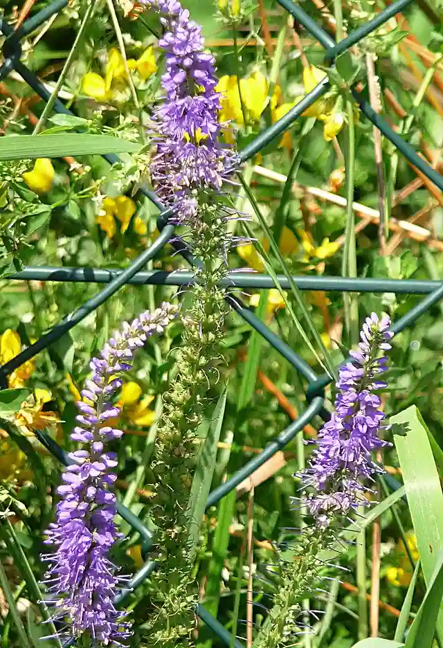 Veronica Spicata - Spiked Speedwell 4 Veronica Spicata