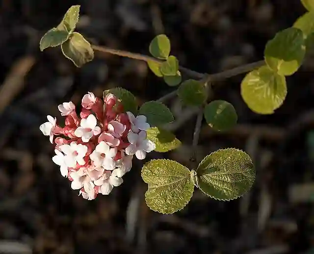 Viburnum Carlesii