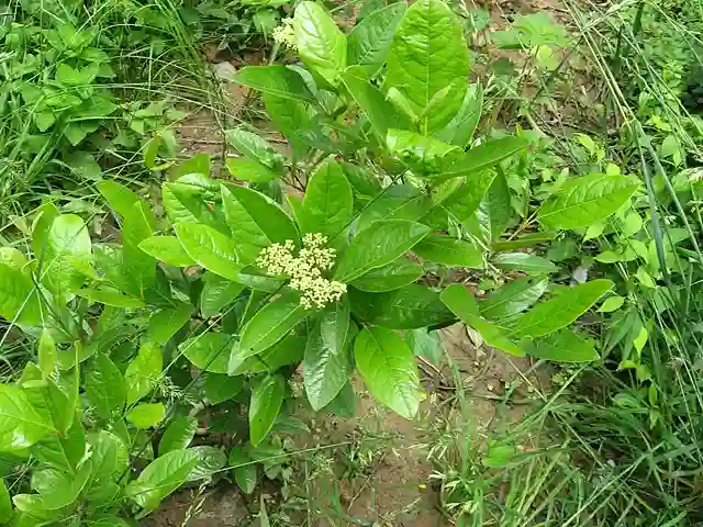 Viburnum Nudum