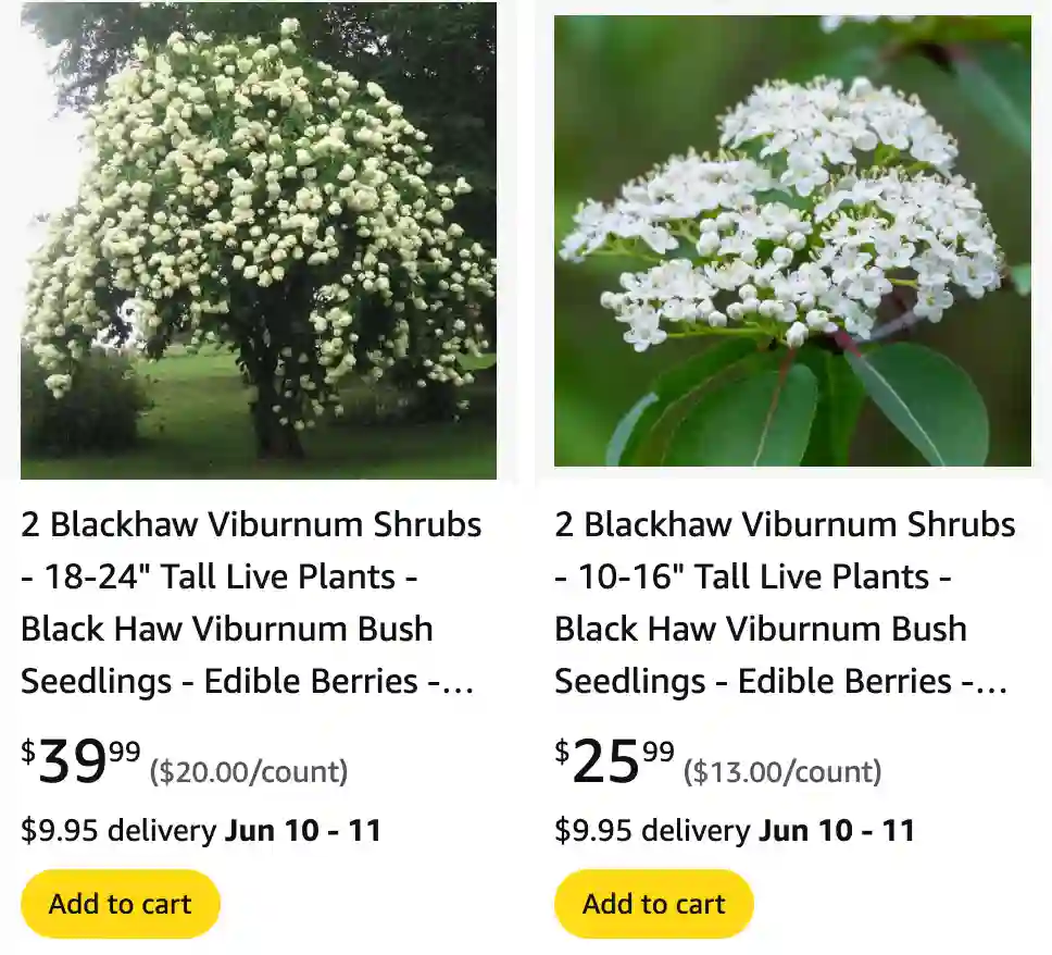 Viburnum Prunifolium | Monsteraholic