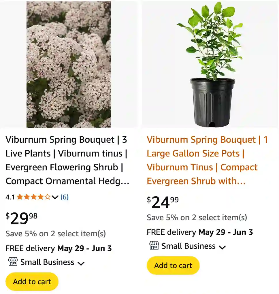 Viburnum Tinus 1 | Monsteraholic