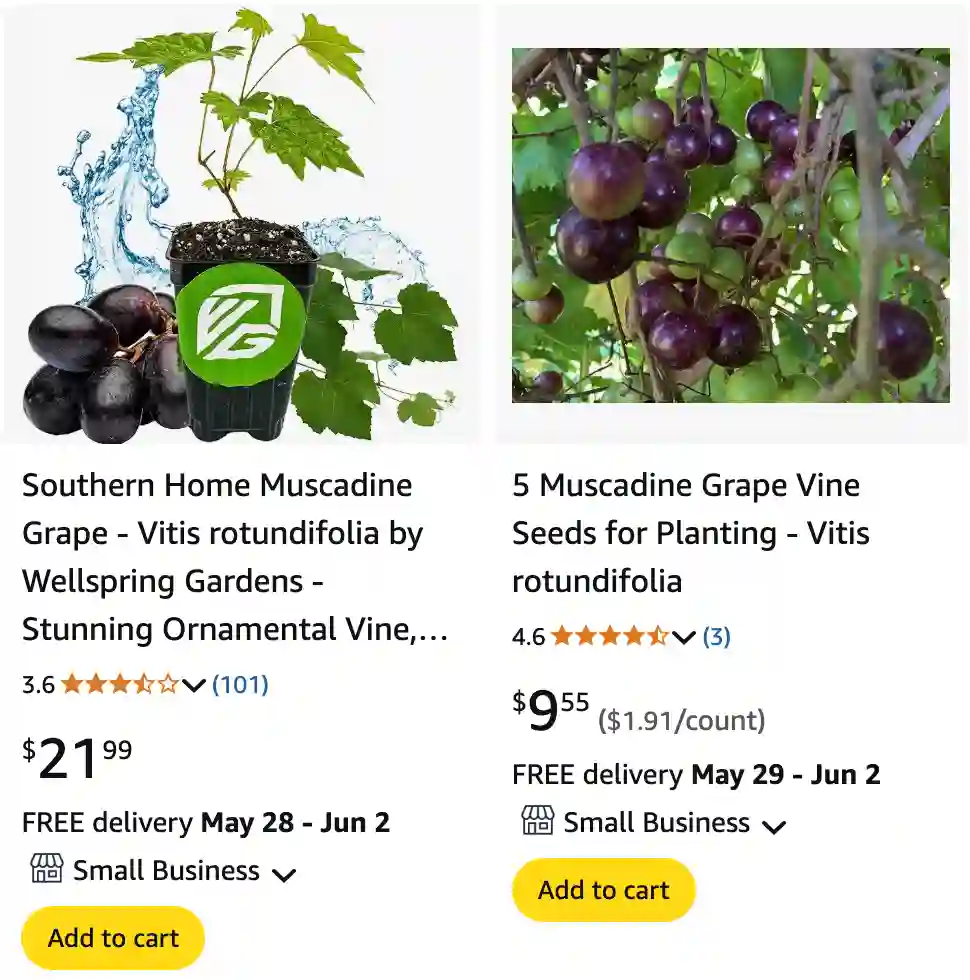 Vitis Rotundifolia - Muscadine grape 1 Vitis Rotundifolia 1 | Monsteraholic