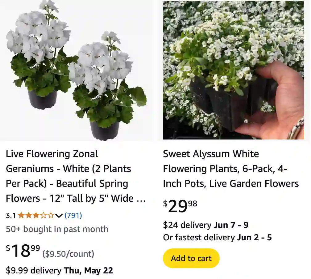 White Annual Plants | Monsteraholic