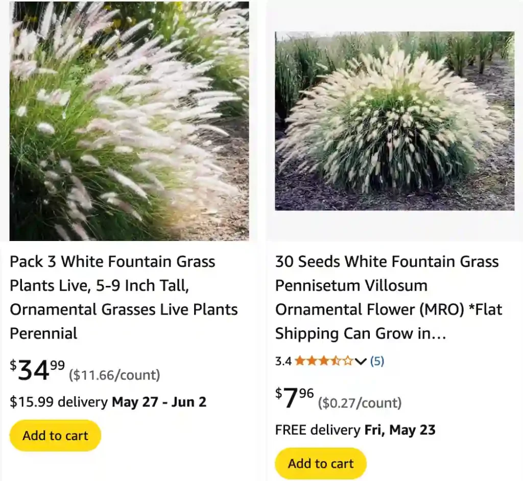 White Fountain Grass | Monsteraholic