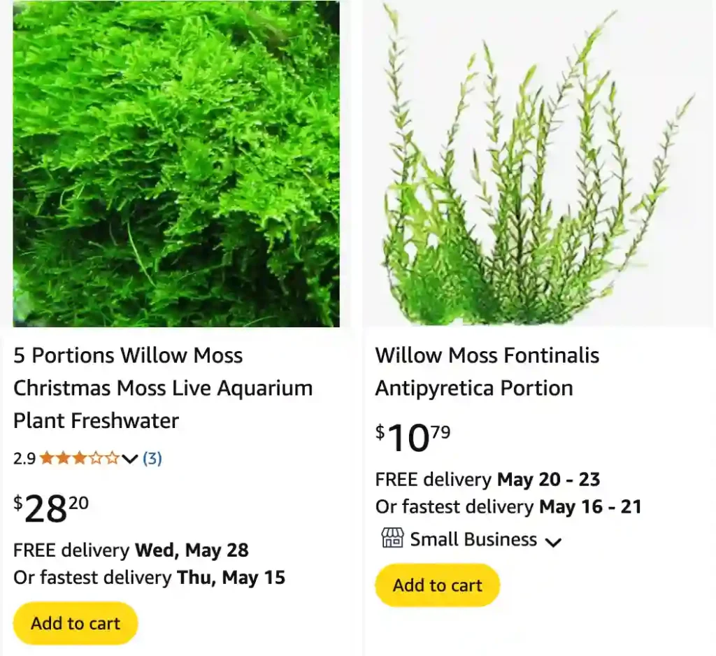 Willow Moss 2 | Monsteraholic