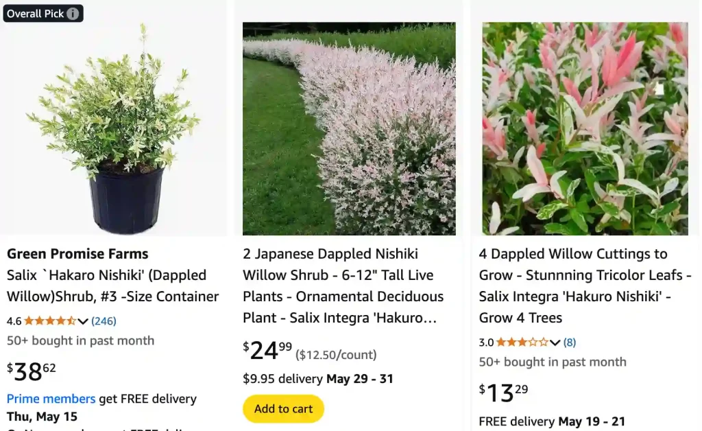 Willow Shrub | Monsteraholic