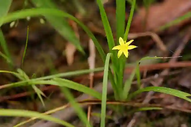 Yellow Star Grass