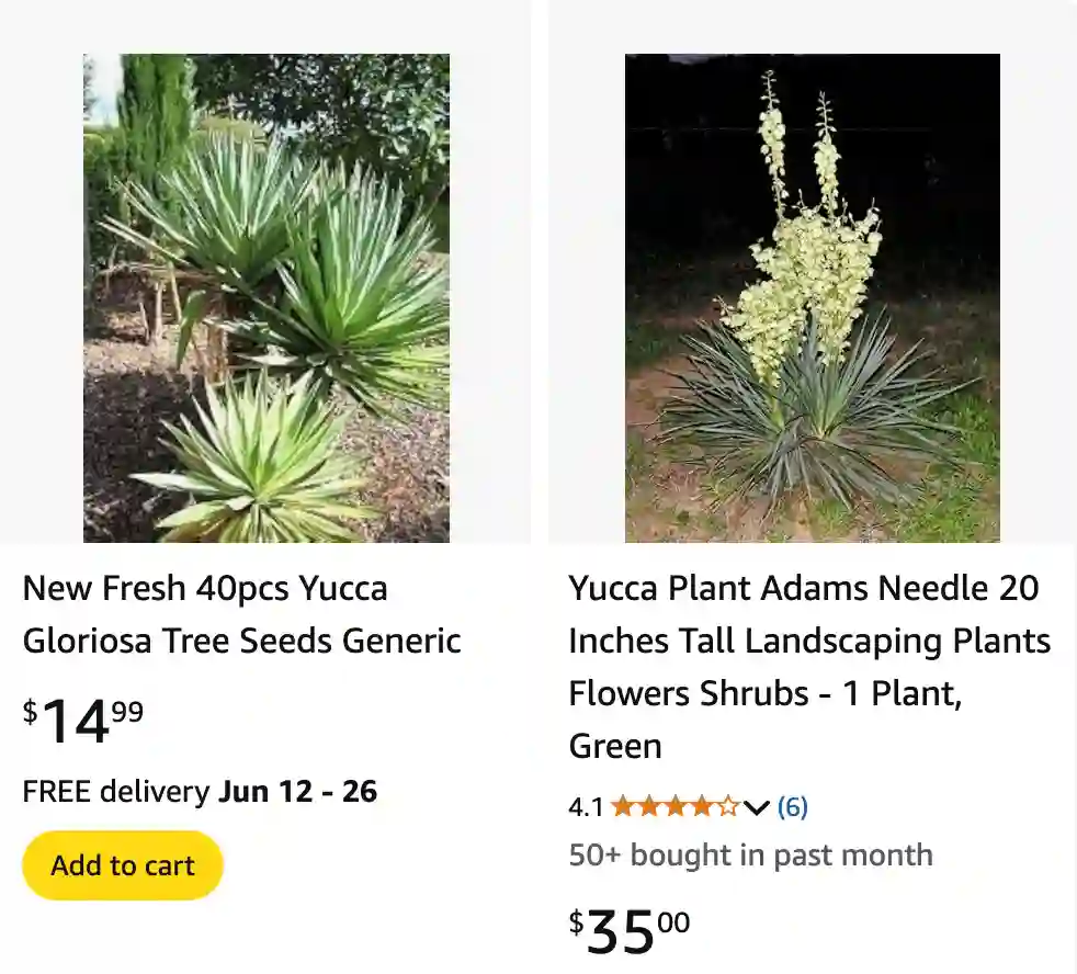 Yucca Gloriosa 1 | Monsteraholic