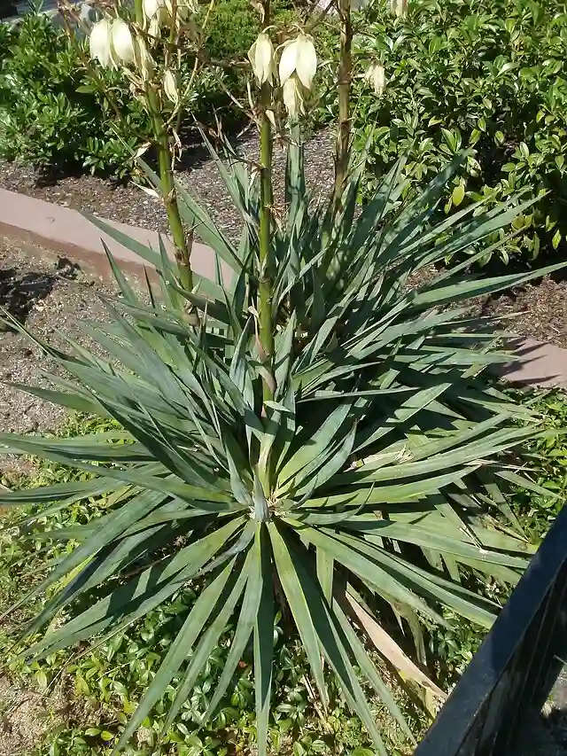 Yucca Gloriosa