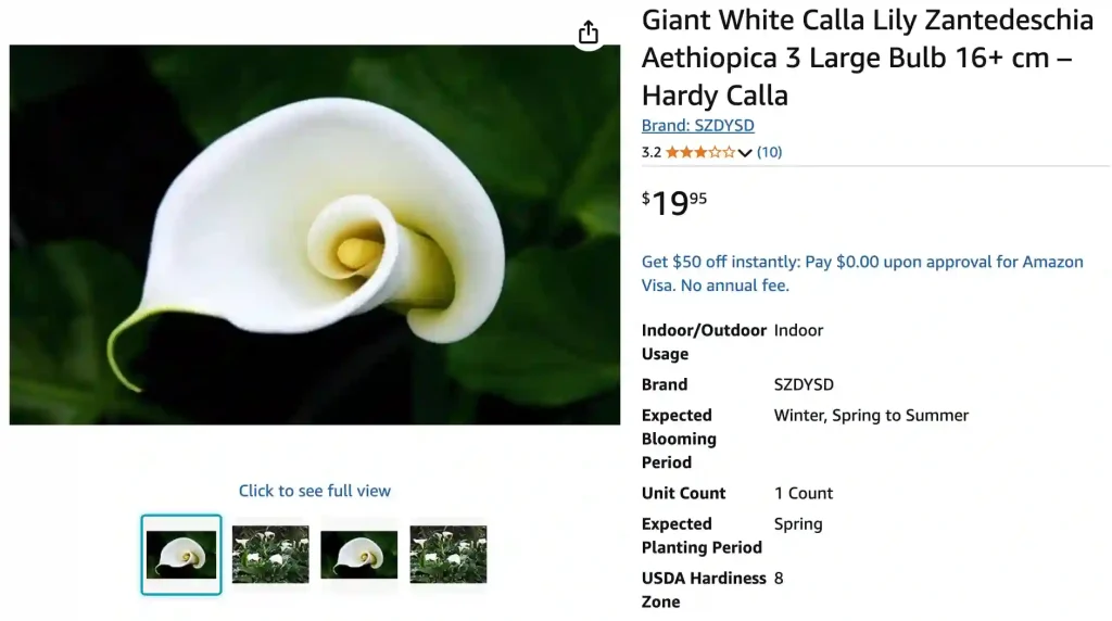 Zantedeschia Aethiopica 1 | Monsteraholic