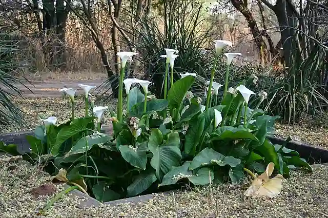 Zantedeschia Aethiopica