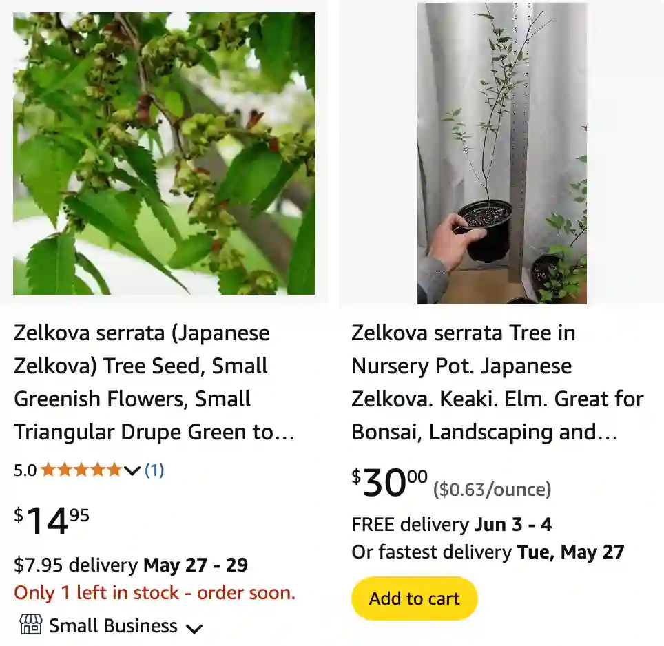 Zelkova Serrata 1 | Monsteraholic